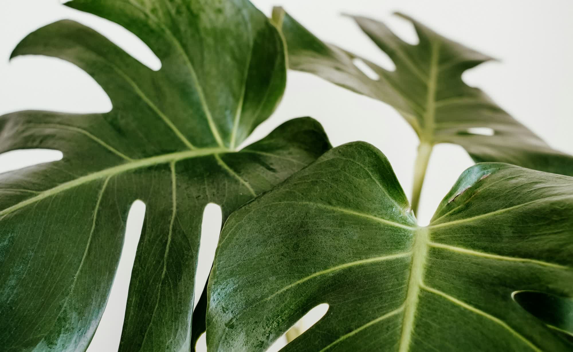 Artificial plant purifies indoor air and doubles as a power source for small electronics